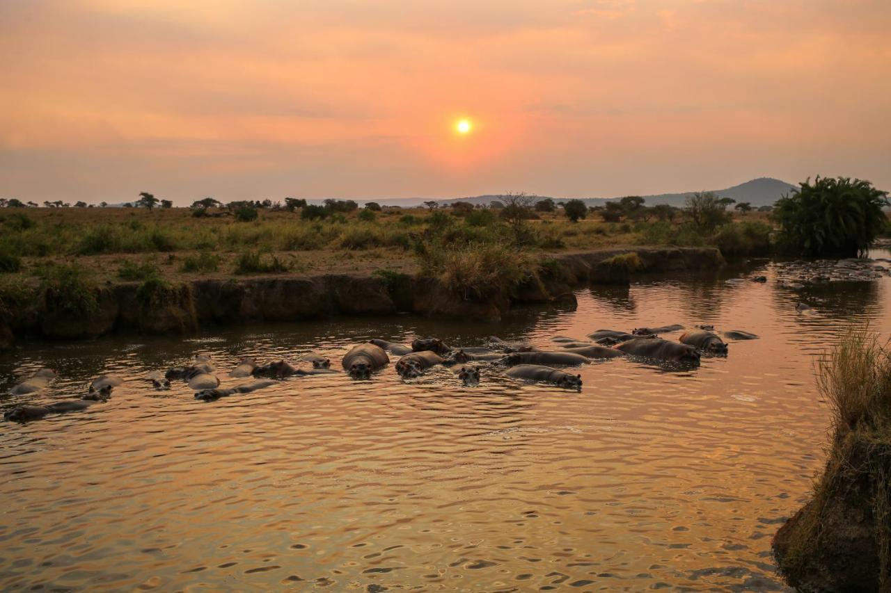 Osero Serengeti Luxury Tented Camp Banagi Ngoại thất bức ảnh